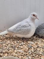 Mooie diamantduiven pastel bruin witstuit, Dieren en Toebehoren, Vogels | Duiven, Meerdere dieren, Overige soorten