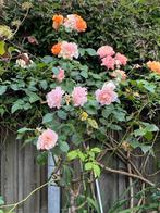 Prachtige stamroos., Tuin en Terras, Ophalen, Zomer, Overige soorten, Volle zon