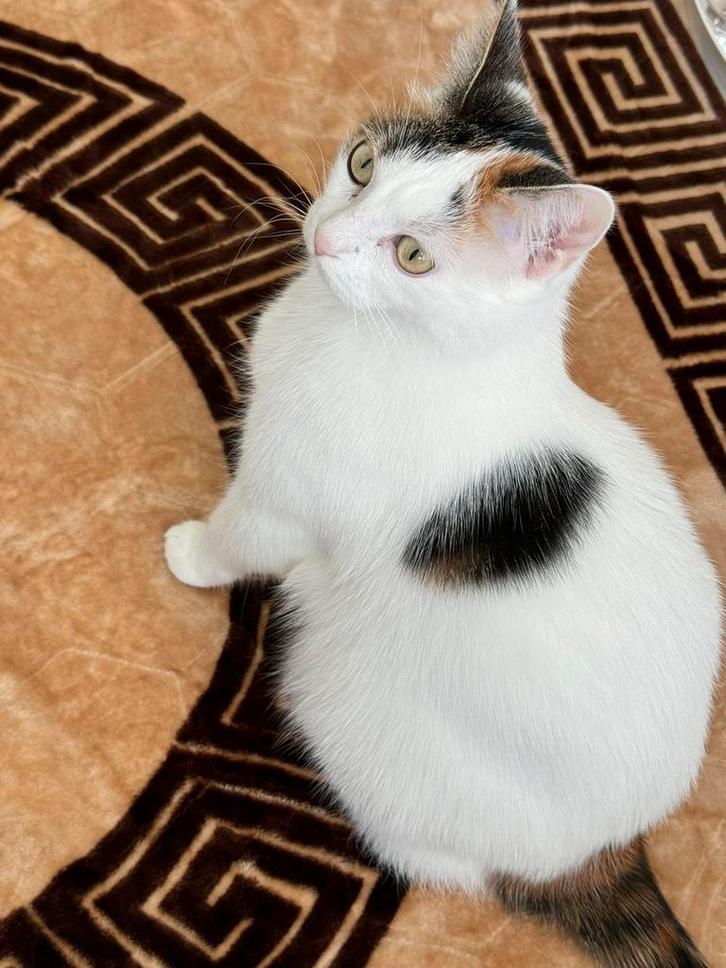 Chanell, Dieren en Toebehoren, Katten en Kittens | Overige Katten, Kortharig, Poes, 3 tot 5 jaar