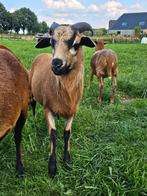Kameroen ram, Dieren en Toebehoren, Schapen, Geiten en Varkens, Mannelijk, Schaap