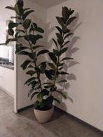 Hele grote boom Ficus. Tot aan plafond, Huis en Inrichting, Kamerplanten, Ficus, 200 cm of meer, In pot, Groene kamerplant