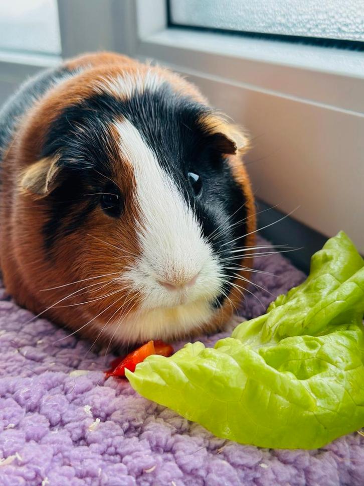 Lieve tam cavia zeugje, Dieren en Toebehoren, Knaagdieren, Vrouwelijk, Cavia, Februari, Tam
