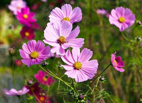 Cosmea Mix Zaden (250 zaden) – Kleurrijke Tuinbloei, Tuin en Terras, Bloembollen en Zaden, Zaad, Voorjaar, Volle zon, Verzenden