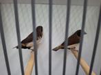1 - 1 bruinborstrietvinken., Dieren en Toebehoren, Vogels | Overige Vogels, Meerdere dieren, Geringd