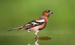 *Gezocht* Botvink/europse vink man, Dieren en Toebehoren, Mannelijk, Tropenvogel