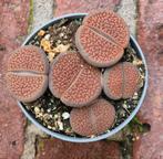 Lithops Levende stenen p6,5, Huis en Inrichting, Kamerplanten, Ophalen of Verzenden, Overige soorten, Minder dan 100 cm
