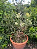 Olijfboom in pot, 100 tot 250 cm, Olijfboom, Ophalen, Volle zon