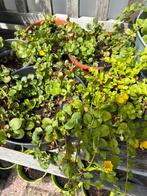 Potjes met Penningruid, bodembedekker, Tuin en Terras, Planten | Tuinplanten, Ophalen, Zomer, Bodembedekkers, Halfschaduw