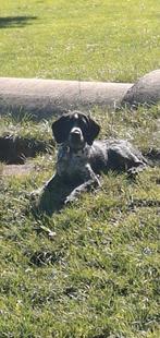 Prachtige zeer lieve duitse staande korthaar kruising, Reu, CDV (hondenziekte), 8 tot 15 weken, Eén hond