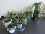 4xvetplant Crassula Hottentot, (Rots)Koraalcactus, Rhipsalis, Ophalen, Vetplant, Halfschaduw, Minder dan 100 cm