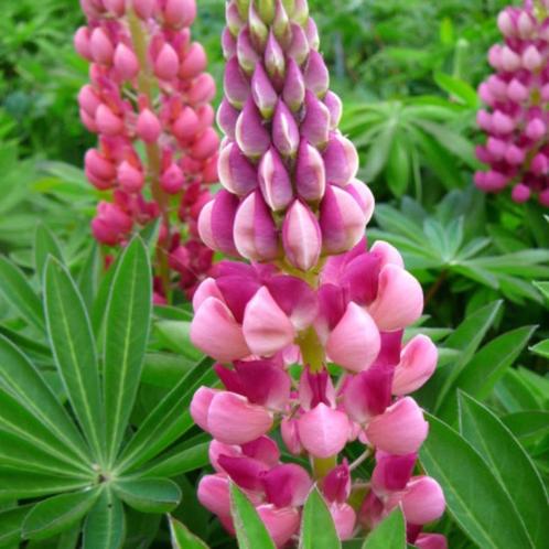 Zaden Lupine roze, Tuin en Terras, Bloembollen en Zaden, Volle zon, Verzenden