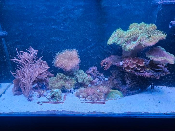 Inhoud zeeaquarium, Dieren en Toebehoren, Vissen | Aquaria en Toebehoren, Gevuld zeewateraquarium, Ophalen