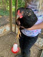 Gratis af te halen: 2 hanen, Dieren en Toebehoren, Pluimvee, Mannelijk, Kip