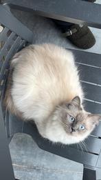 Ragdoll poes, Dieren en Toebehoren, Katten en Kittens | Raskatten | Langhaar, Poes