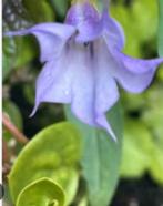 Paarse datura, Ophalen of Verzenden