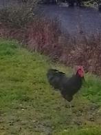 Australorp  Haan  zwart groot  geboren 2025, Dieren en Toebehoren, Meerdere dieren, Kip