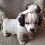 Kooiker pups, Dieren en Toebehoren, Overige rassen, 8 tot 15 weken, Meerdere, Meerdere dieren