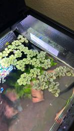 Drijfplanten aquarium, Dieren en Toebehoren, Vissen | Aquaria en Toebehoren, Ophalen of Verzenden, Zo goed als nieuw, Plant(en), Steen of Hout