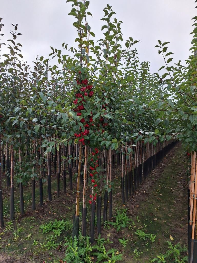 Malus 'Red Sentinel' 🍎🌳 (Sierappel), Ophalen, Overige soorten, 100 tot 250 cm