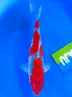 JAPANKOI van Yamayu HQ bijzonder mooi, met certificaat, Dieren en Toebehoren, Karper of Koi