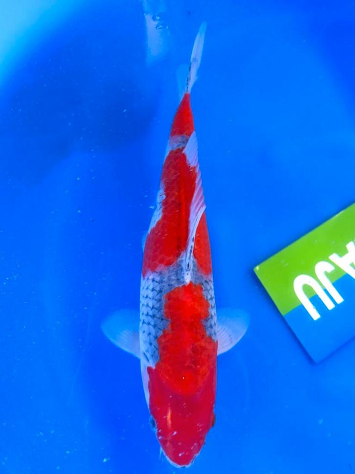 JAPANKOI van Yamayu HQ bijzonder mooi, met certificaat, Dieren en Toebehoren, Vissen | Vijvervissen, Karper of Koi