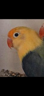 Koppel turqouise fischeris, Dieren en Toebehoren, Vogels | Parkieten en Papegaaien, Meerdere dieren, Dwergpapegaai of Agapornis