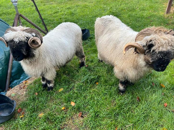 Walliser swarznase ter overname, Dieren en Toebehoren, Schapen, Geiten en Varkens, Schaap, Meerdere dieren