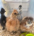 Zijdehoenders, Dieren en Toebehoren, Kip