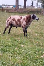 Overjarige bonte dekram , bonte schapen , bonte ram, Dieren en Toebehoren, Schapen, Geiten en Varkens, Mannelijk, Schaap