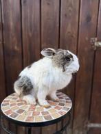 Opgezet tam konijn taxidermie, Ophalen of Verzenden, Zo goed als nieuw, Opgezet dier