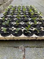 Verbena bonariensis. Ijzerhard. Tray met 60 plantjes, Tuin en Terras, Planten | Tuinplanten, Ophalen, Zomer, Overige soorten, Volle zon