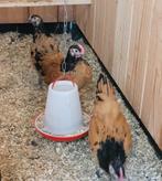 Vorwerk kuikens (begin juli), Dieren en Toebehoren, Pluimvee, Meerdere dieren, Kip