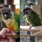 Coco en Noa, Pyrrhura koppeltje, Dieren en Toebehoren, Vogels | Parkieten en Papegaaien, Meerdere dieren, Papegaai