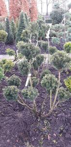 taxus Hillii multibol tuinbonsai vormsnoei 80-100 cm hoog, Tuin en Terras, Planten | Bomen, Minder dan 100 cm, Halfschaduw, Overige soorten