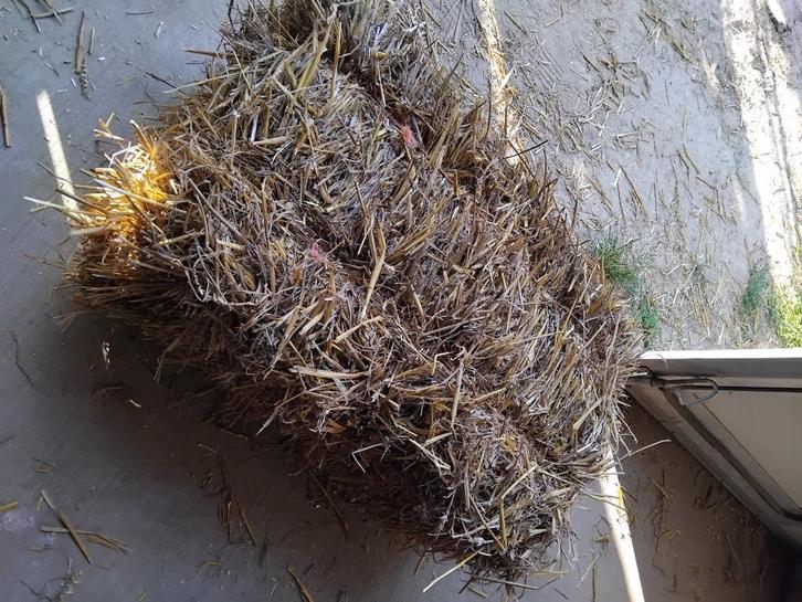 kleine pakken tarwe stro, Dieren en Toebehoren, Stalling en Weidegang, Toebehoren