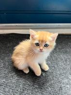 Golden Britse korthaar kittens te koop, Dieren en Toebehoren, Katten en Kittens | Raskatten | Korthaar, Meerdere dieren