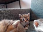 British shorthair kitten, Dieren en Toebehoren, Katten en Kittens | Overige Katten, Poes