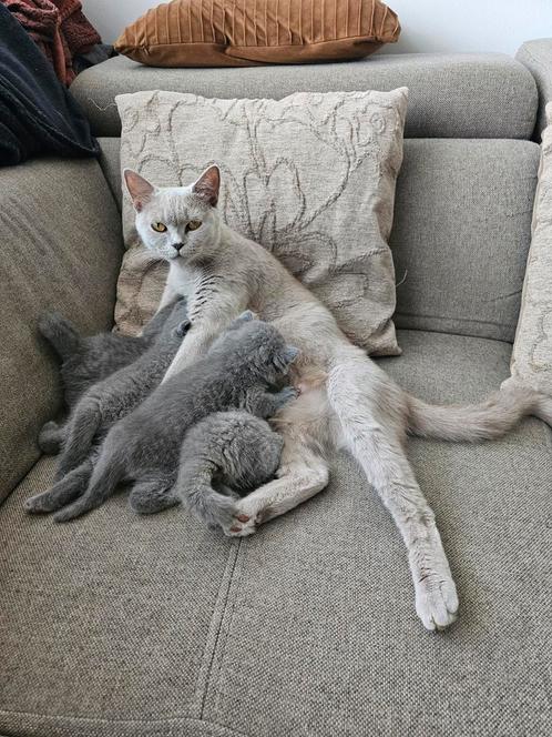 Britse korthaar, Dieren en Toebehoren, Katten en Kittens | Raskatten | Korthaar, Meerdere dieren