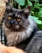 XXL Maine Coon Rus DEKKATER BlackSmoke GetestVriendelijkReus, 3 tot 5 jaar