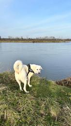 Echte Turkse berg hond Akbaş ( Achbas ), Dieren en Toebehoren, Particulier, Rabiës (hondsdolheid), Herder, 1 tot 2 jaar