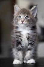 Prachtige Mainecoon kittens met stamboom (polydactyl), Gechipt