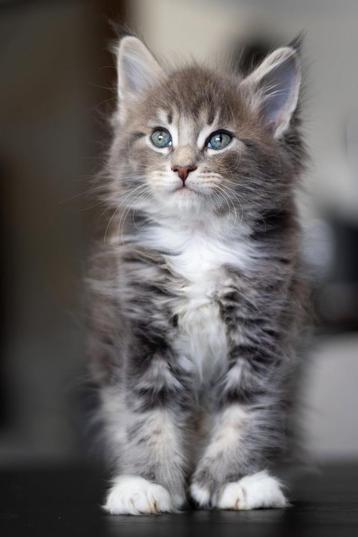Prachtige Mainecoon kittens met stamboom (polydactyl) beschikbaar voor biedingen