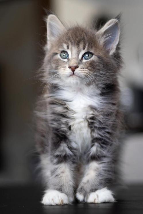 Prachtige Mainecoon kittens met stamboom (polydactyl), Dieren en Toebehoren, Katten en Kittens | Raskatten | Langhaar, Met stamboom