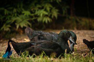 1 zwarte Intenco Indische loopeend woerd beschikbaar voor biedingen