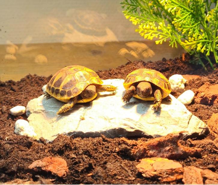 Twee Griekse landschildpadjes incl. terrarium, Dieren en Toebehoren, Reptielen en Amfibieën, Schildpad, 0 tot 2 jaar, Met terrarium