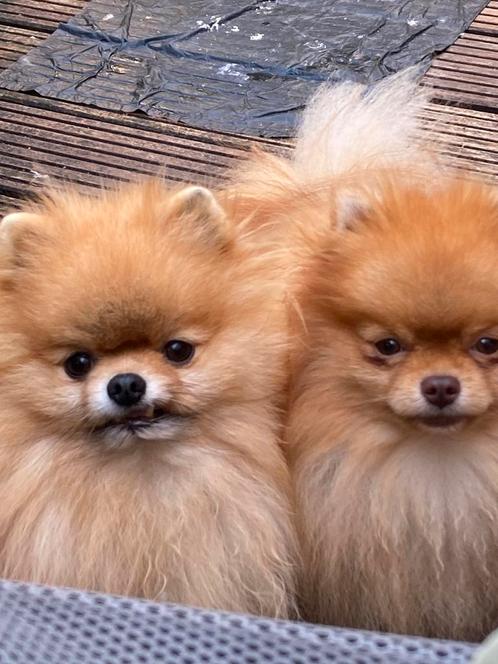Twee erv. Ini Mini dekreutjes  stamboom 14/15 cm 1.3/1.4 kg, Dieren en Toebehoren, Honden | Dekreuen, Reu, Particulier, Meerdere