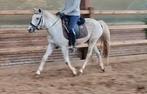Brave 5 jr C pony ca 1,35 mtr, Dieren en Toebehoren, Pony's, Merrie, B, Gechipt, 3 tot 6 jaar