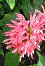 Braziliaanse pluim 'Pink' (Jacobinia cornea), Tuin en Terras, Planten | Tuinplanten, Ophalen of Verzenden