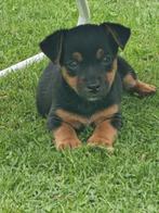 Jack russel pups black en tan MOGEN WEG/laatste 2 nog, Dieren en Toebehoren, Honden | Jack Russells en Terriërs, Jack Russell Terriër