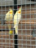 2 jonge lutino valkparkieten samen €30, Dieren en Toebehoren, Vogels | Parkieten en Papegaaien, Meerdere dieren, Parkiet